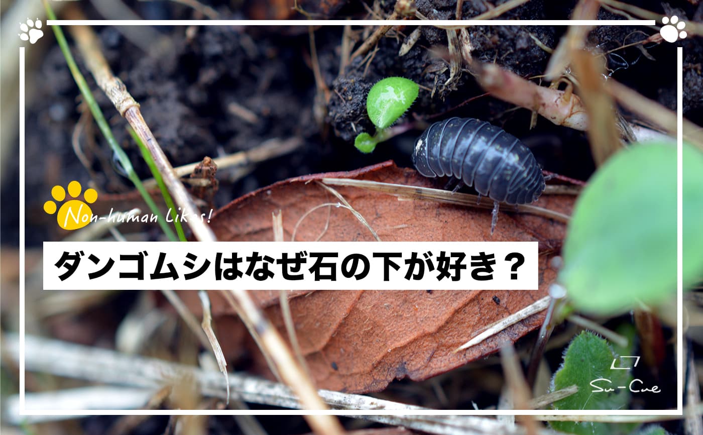 ダンゴムシはなぜ石の下が好き?|Non-human Likes!