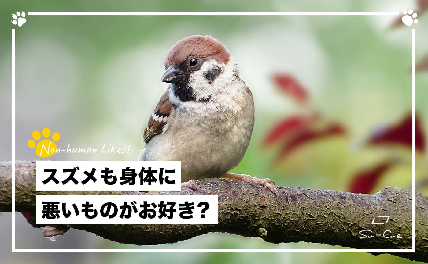 身近な野鳥の代表格、スズメが好んで食べるもの|Non-human Likes!