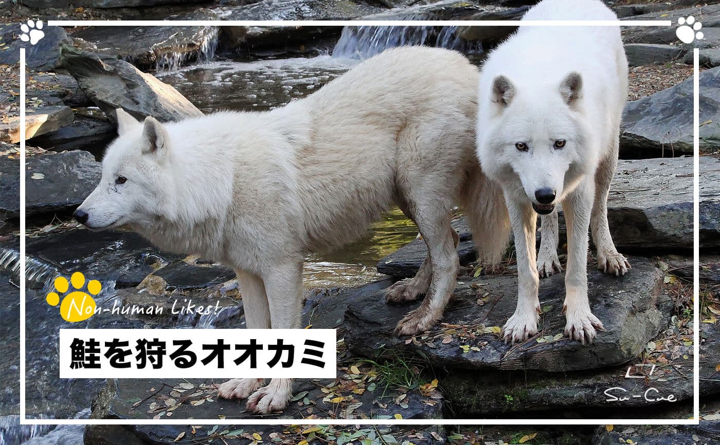 季節によって好みが変わる?狼の秋の食卓|Non-human Likes!