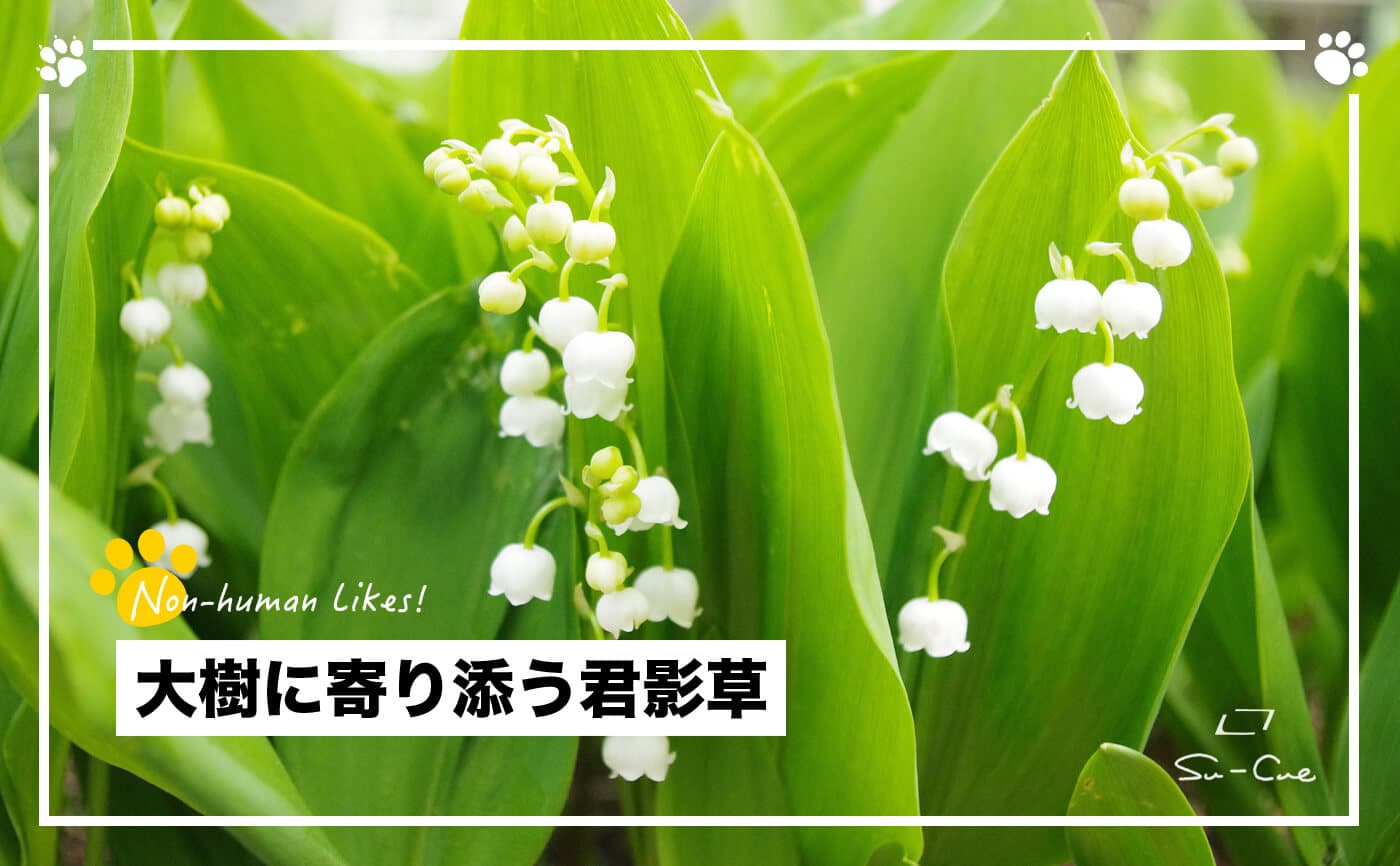 大樹に寄り添う君影草|Non-human Likes!