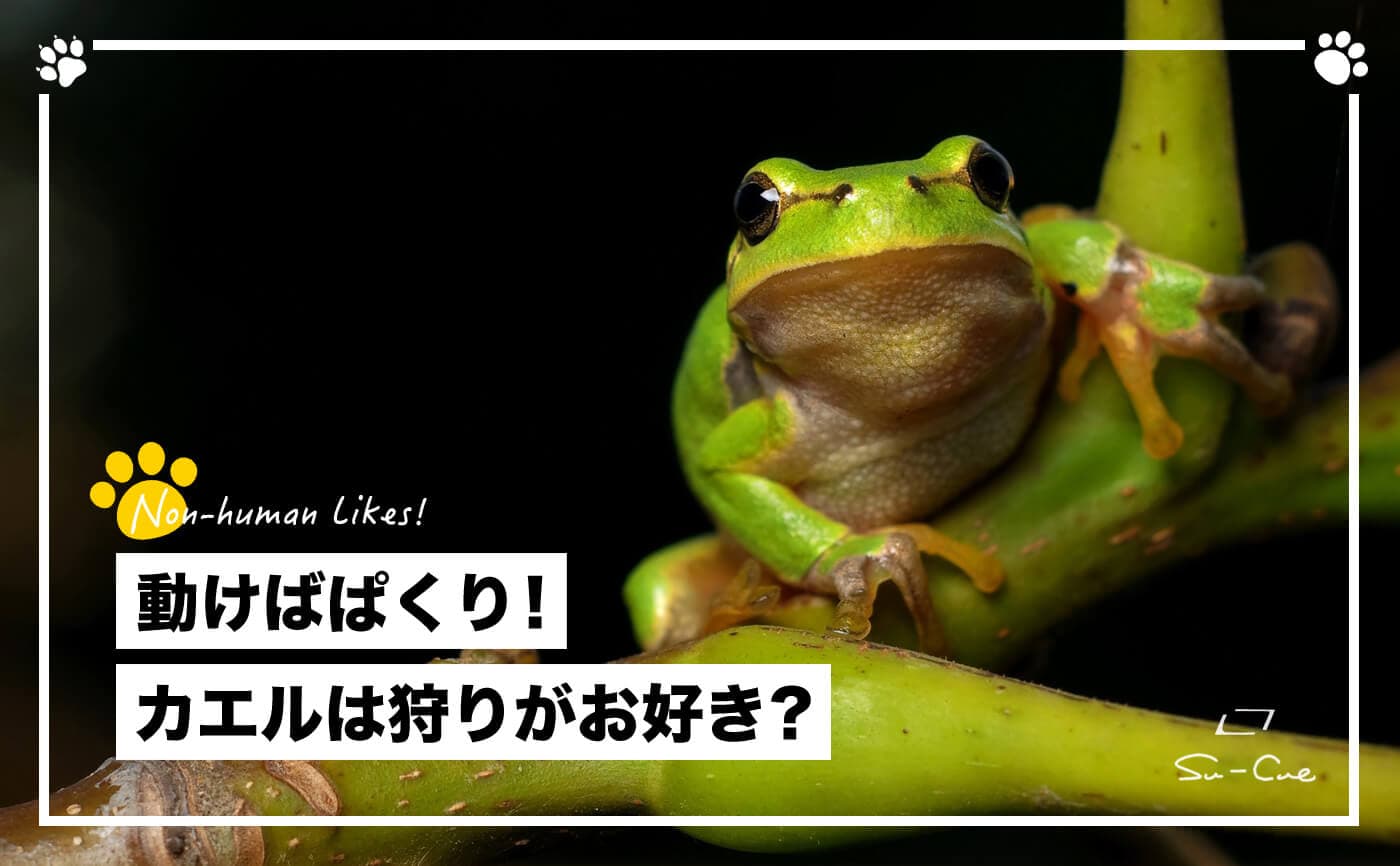 動けばぱくり!カエルは狩りがお好き?|Non-human Likes!